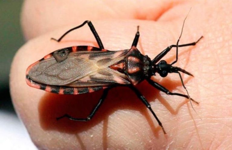 El 30% de infectados por Chagas presentan problemas cardíacos