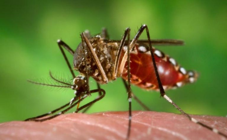 Estados Unidos aprueba la primera vacuna contra el virus de chikungunya