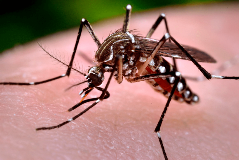 Se inicia despliegue en Venezuela para eliminar el dengue