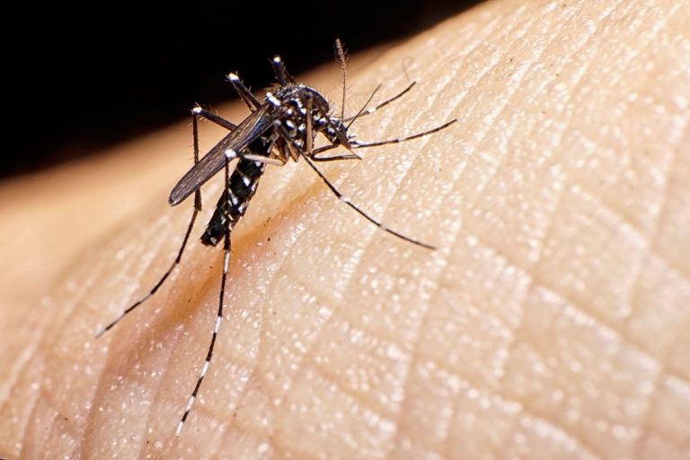 Resurgen casos de dengue en Venezuela
